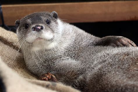 Otter Shows Off His Luxurious Fur — The Daily Otter