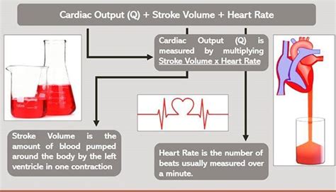 Stroke Volume Cardiac Output