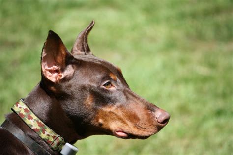 How Much To Get A Doberman Pinschers Ears Cropped