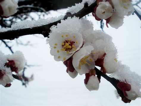 Free Images Branch Snow Cold Winter White Flower Petal Spring