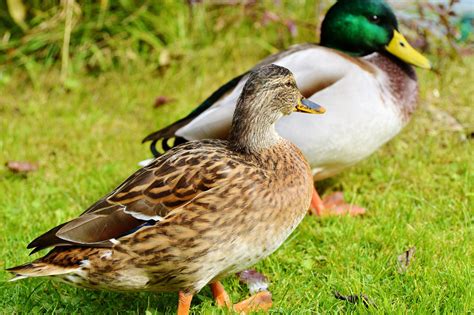 How To Identify Ducks Birding Tips