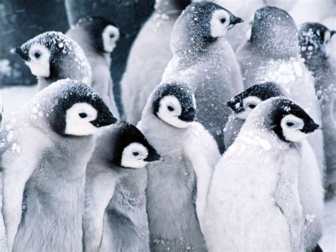 Penguin Animal Wallpapers Wallpaper Cave