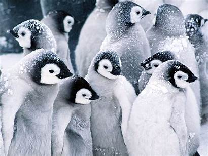 Penguin Penguins Wallpapers Animal Animals Backgrounds Desktop