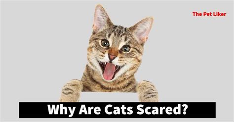 Many Reasons Of Why Are Cats Scared The Pet Liker