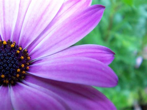 Purple Flower Free Photo Download Freeimages
