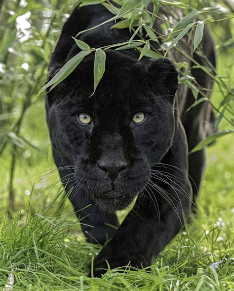 16 Pictures Showing That Scary Panthers Are Simply Oversized Cute Black