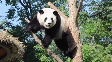 功夫熊猫萌兰爬上树桩练功😍kung Fu Panda Menglan Climbs Up A Tree Stump To Practice