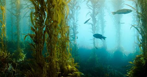 Underwater Kelp Forests Are A Treasure Trove Of New Drugs Science News