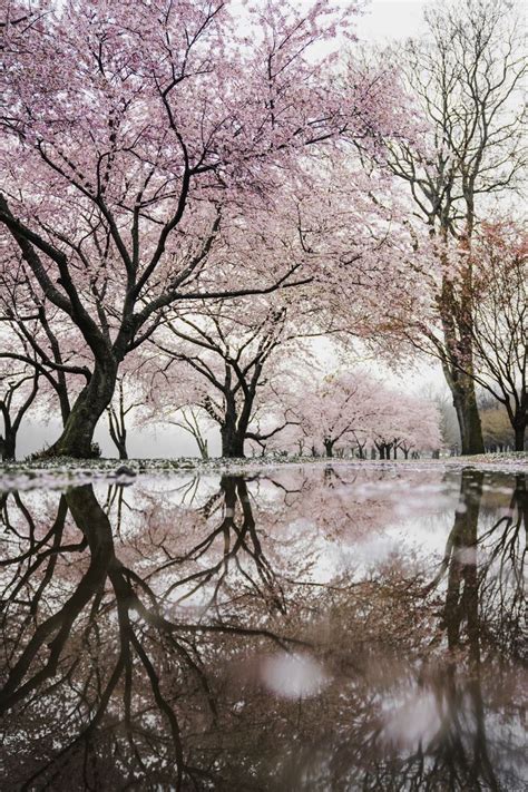 Cherry Blossoms Korean Aesthetic In 2020 Landscape