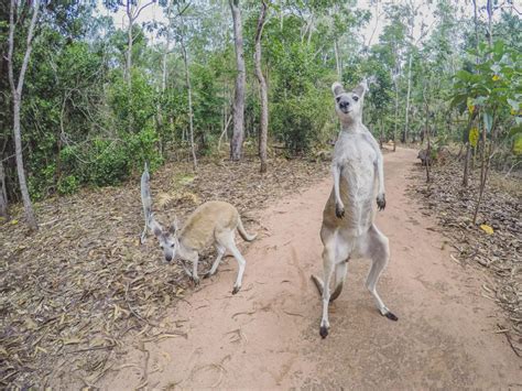 A Guide To Visiting The Territory Wildlife Park From Darwin Australia