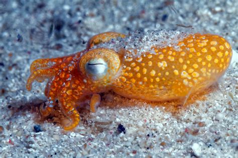 Wallpaper Cephalopod Marine Biology Invertebrate