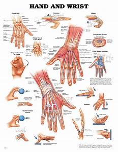 Hand And Wrist Anatomical Chart Physio Needs