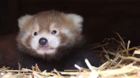 Endangered Red Panda Cub Born At Longleat Safari Park Itv News West