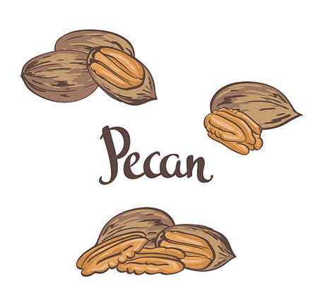 Pecan Clip Art Vector Images And Illustrations Istock
