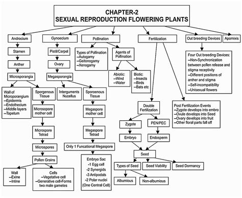 Class 12th Biology Chapter 2 Sexual Reproduction In Flowering Plants Ncert Quick Revision Notes