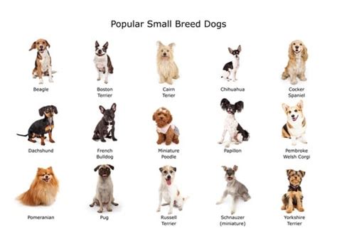 12 Dog Breeds That Are Small With Pictures
