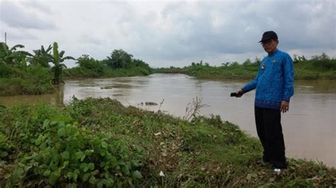 Air Sungai Way Sekampung Meluap 275 Hektare Sawah Di Palas Lamsel
