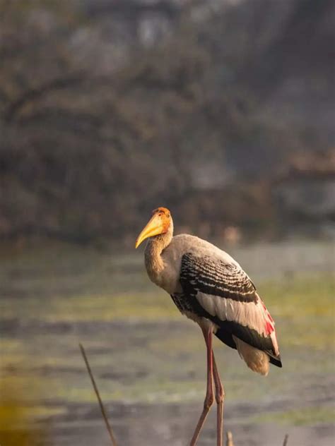 Uttarakhands Best Places For Bird Watchers Times Of India