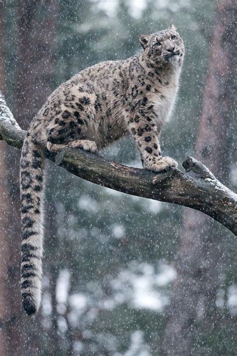 Snow Leopard Animals Wild Cats Animals