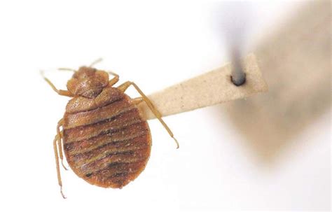 This insecticide kills all stages of bed bugs. Scientists devise tiny 'net' to catch and kill bedbugs ...
