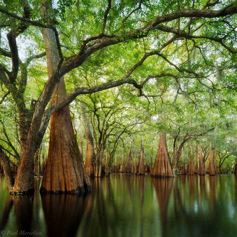 Cypress Sanctuary Suwannee River Valley Florida Florida Landscape