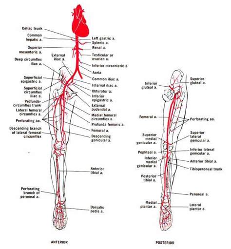 Arteries Of The Lower Limb