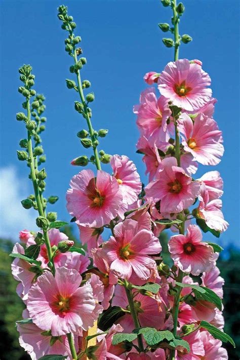 7 Old Fashioned Flowering Plants You Need In Your Garden Flower