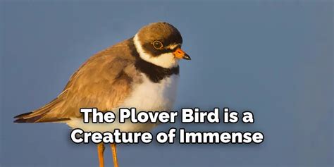 Plover Spiritual Meaning Symbolism And Totem Detailed Guide
