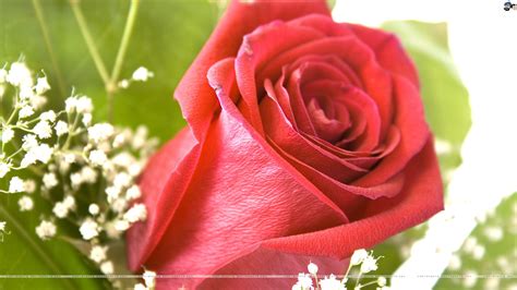 Beautiful Roses Wallpaper 48 Images