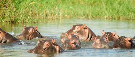 Hippopotamus Hippo Facts Hippo Pictures