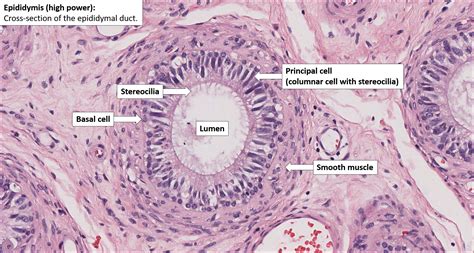 Seminiferous Tubules Histology Labeled