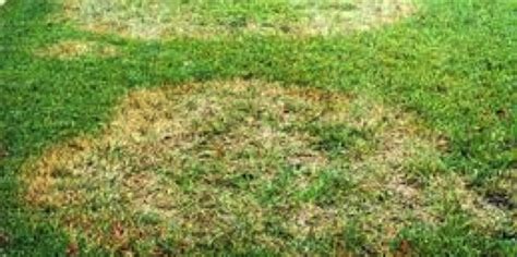 Brown Patch Grass Fungus • Problem Solved Pest Control