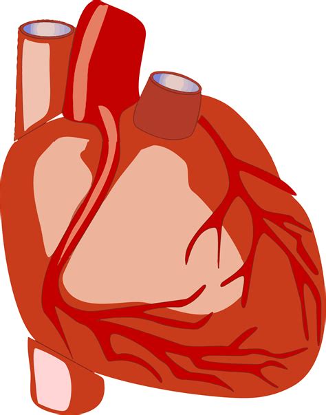 Human Heart Png Clipart Transparent Png Full Size Clipart 5722136