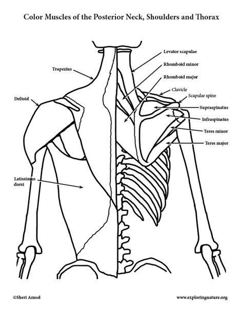Muscles Of The Posterior Neck Shoulders And Thorax Coloring Page
