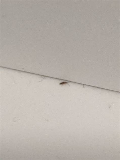 Seeing Lots Of These Tiny Bugs In My Bathroom And The Bedroom Next To
