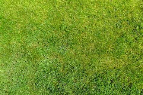 Perfectly And Freshly Mowed Garden Lawn In Summer Close Up View Of
