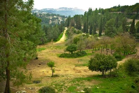 Jerusalem Forests Isreal Holy Land Israel Places To Visit Places