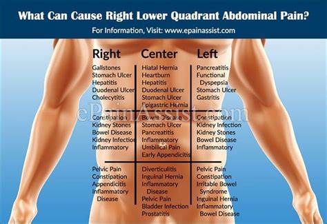 What Organ Is Located In The Lower Back Female Abdominal Pain