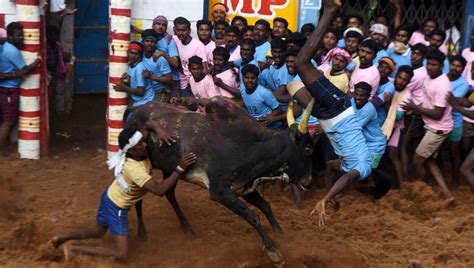 Mattu, meaning 'bull', and pongal, literally meaning 'boiled rice' (a rice and lentil dish) but metaphorically meaning prosperity.910 the. 3 killed in bull-taming sports in Tamil Nadu -PTC News