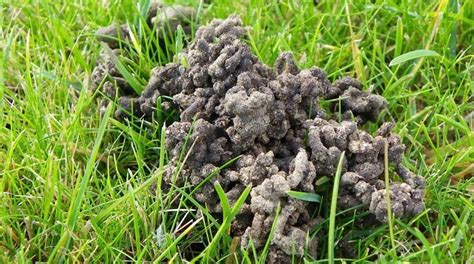 How To Deal Earth Worm Casts On Your Lawn