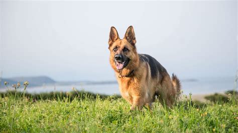 Incredible Compilation Of 999 German Shepherd Images Spectacular