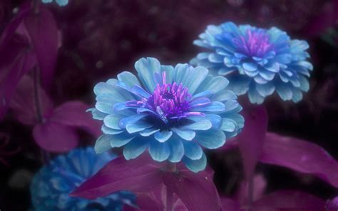 Blue And Purple Flowers By Alex Goulding