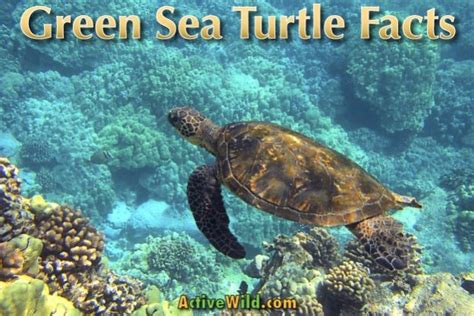 Green Sea Turtle Facts Pictures And Information For Kids And Adults