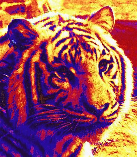 Pop Art Tiger By Jashumbert Redbubble