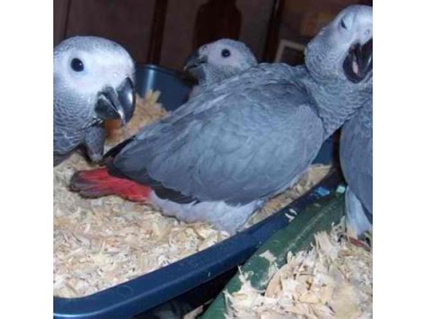 Cute Africa Grey Parrots And Fresh Fertile Parrot Eggs For Sale For