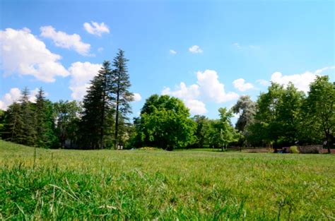 Meadow Surrounded By Trees Stock Photo Download Image Now Istock