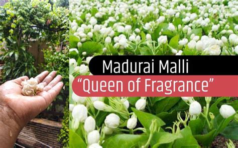 Madurai Malli Jasmine Flower History Importance And Varieties