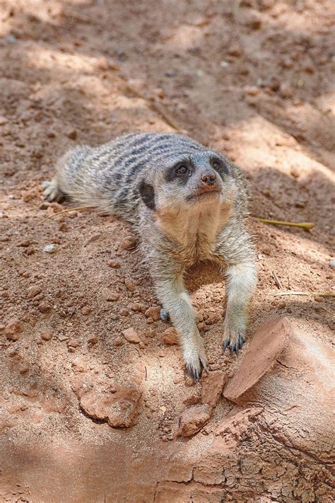 Meerkat Watch Guard Mammal Supervisor Zoo Keep An Eye Out