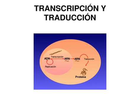 Ppt Transcripci N Y Traducci N Powerpoint Presentation Free Download