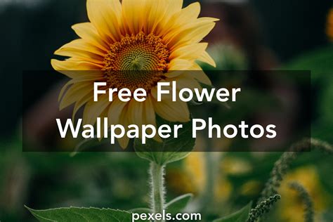 Flower Wallpaper · Pexels · Free Stock Photos